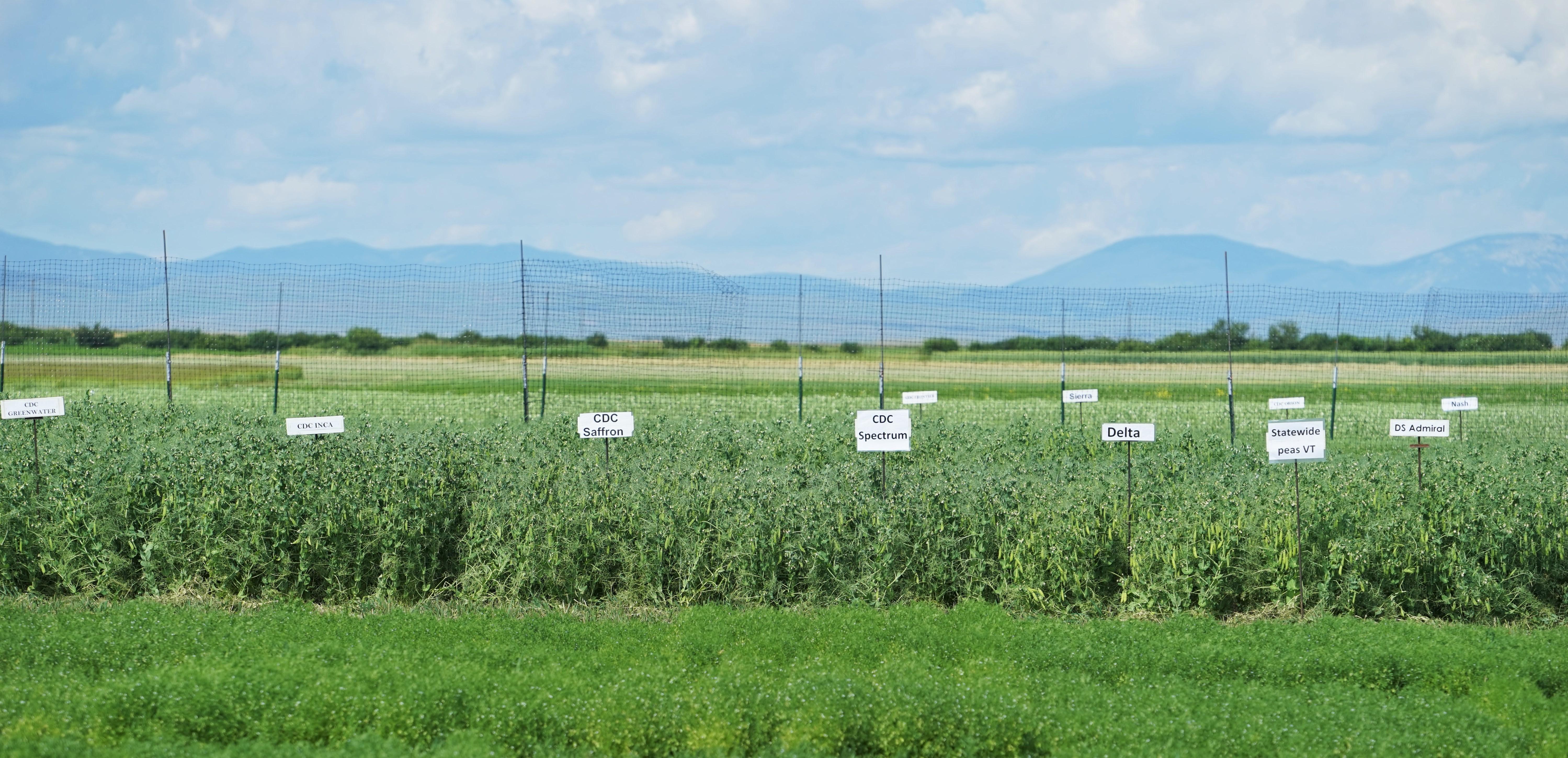 Central Agricultural Research Center Central Agricultural Research