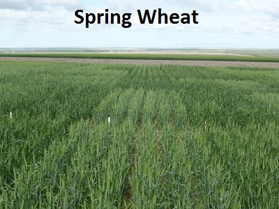 Spring wheat