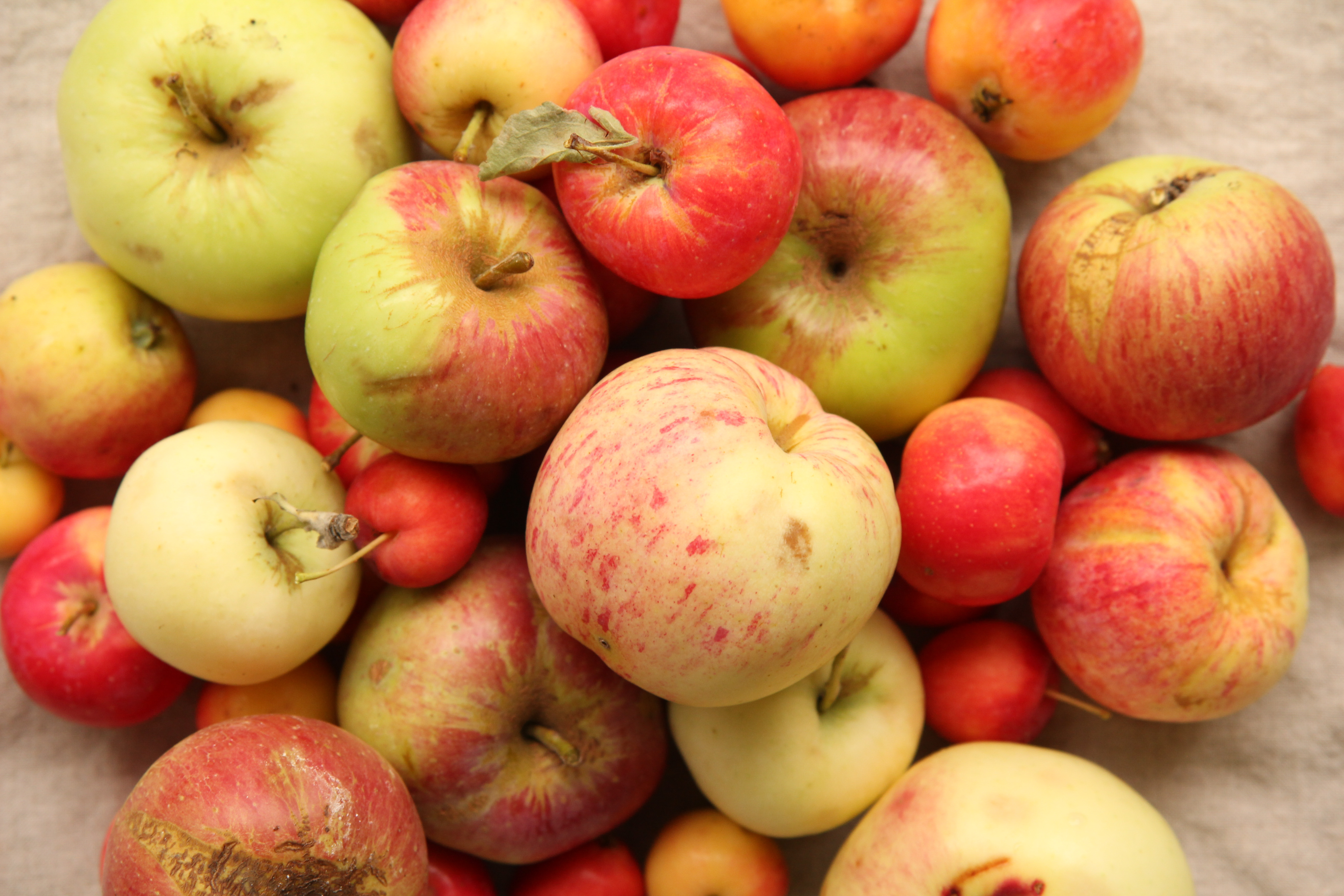 Pile of heritage apples including duchess transcendent wealthy mcinstosh martha