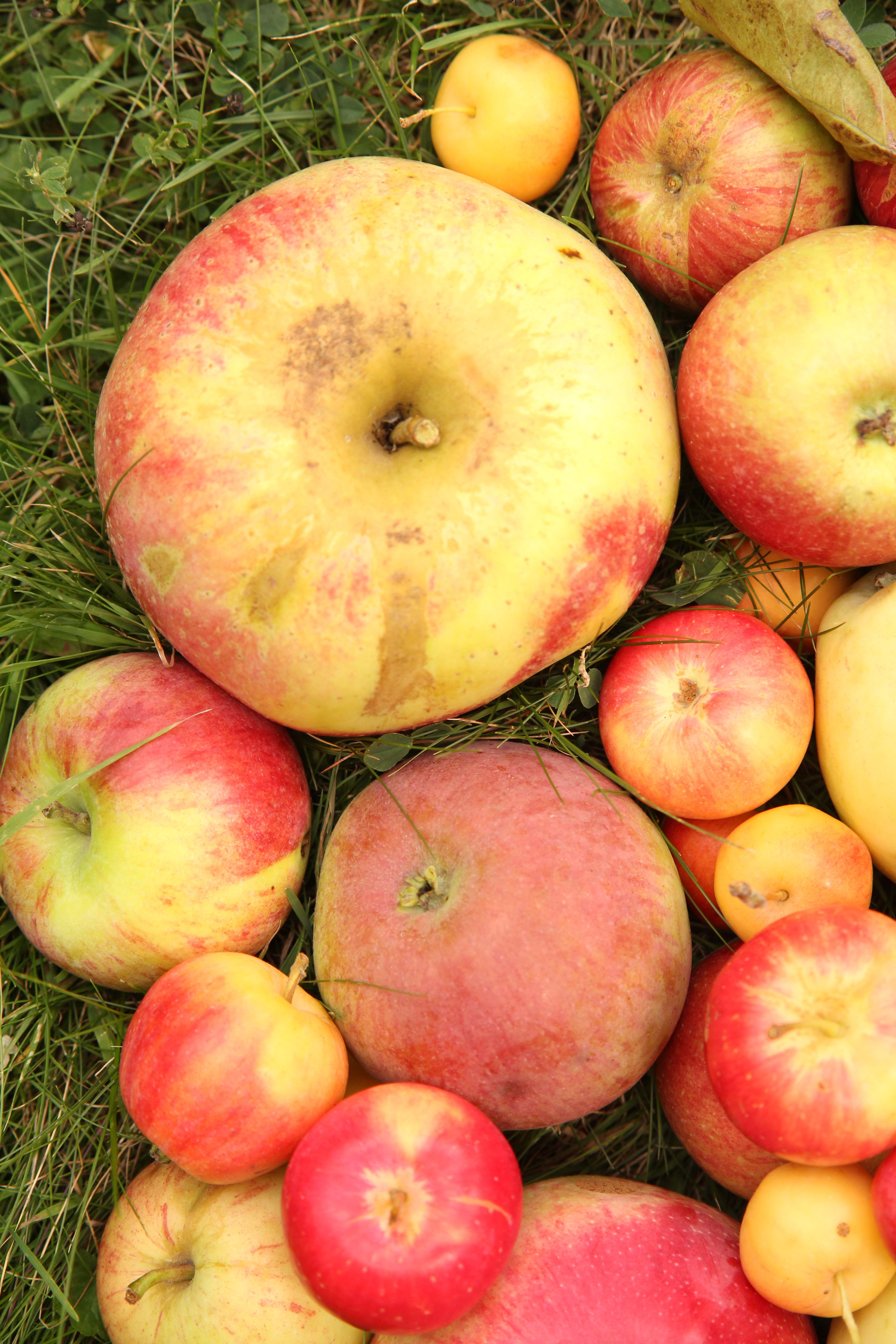Size examples of montana apples