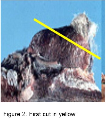Assessing bud damage, figure 2.