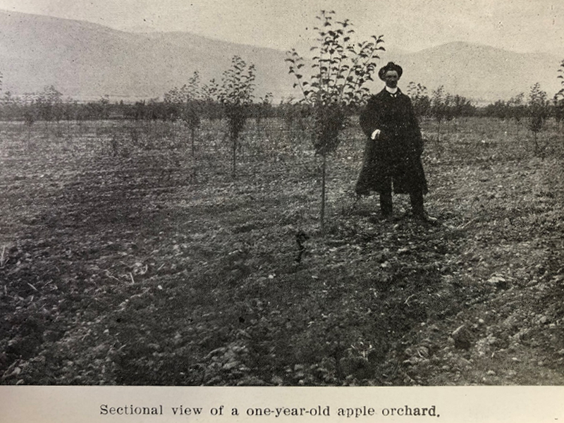 "Sectional view of a one-year-old apple orchard." From the Montana Historical Society's archives.