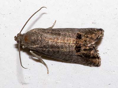 codling moth