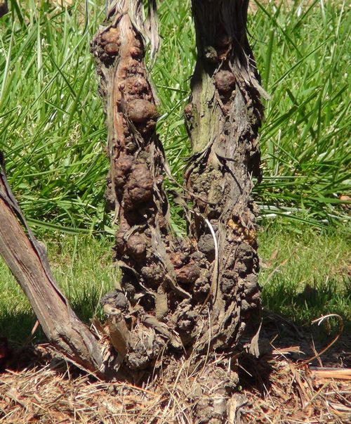 Crown gall on mature grapevine trunk.
