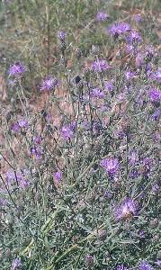 Knapweed knapweedplant