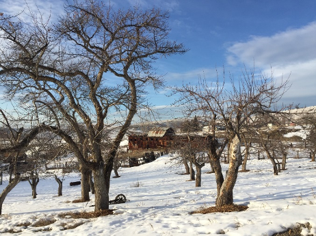 apple orchard with snow on the ground