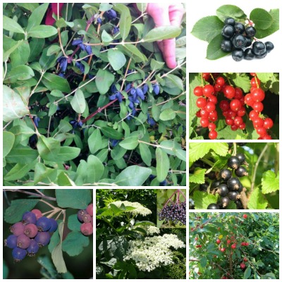 sqfruitcollag2