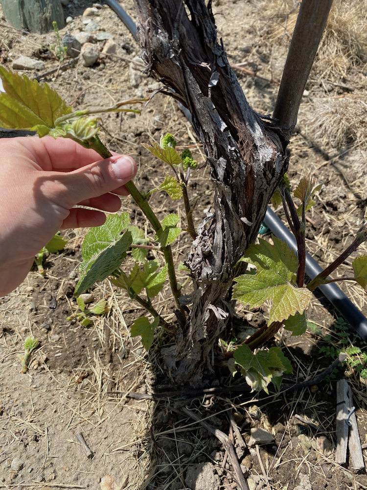 Sucker removal from base of vine.