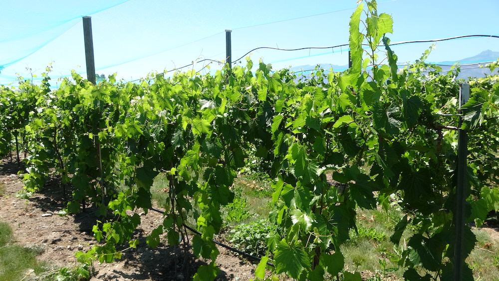 WARC vineyard irrigation system.