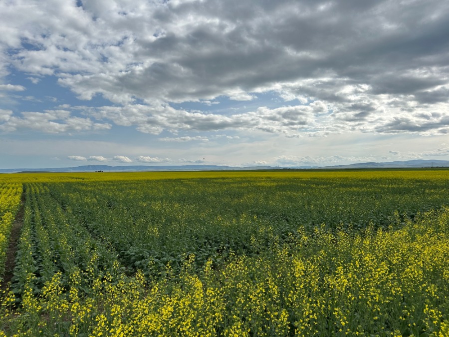 view of canola field in bloom with blue partly cloudy sky above
