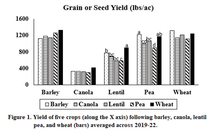 Bar graph showing yield of barley, canola, lentil, pea, and wheat crops following each crop.  No differences in barley following canola, barley, lentil, pea or wheat (average 1200 lbs/ac).  No difference in canola following barley, canola, lentil, pea, or wheat (average 350 lbs/ac).  Lentil following wheat was 900 lbs/ac, which is more than lentil following barley (800 lbs/ac), canola (700 lbs/ac), lentil and pea (both 600 lbs/ac).  Pea after barley (1300 lbs/ac) was greater than peas after canola, lentil, and pea (around 1000 lbs/ac) but the same as pea after wheat.  No difference in wheat after barley, canola, lentil, pea or wheat. 