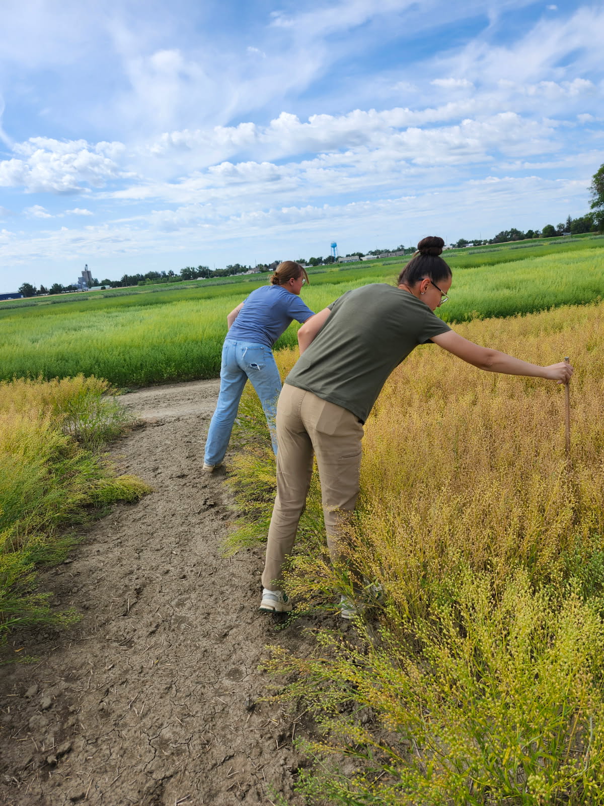 Height notes in Camelina
