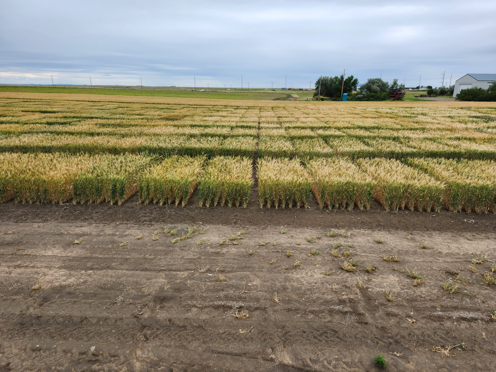Spring Wheat Plots