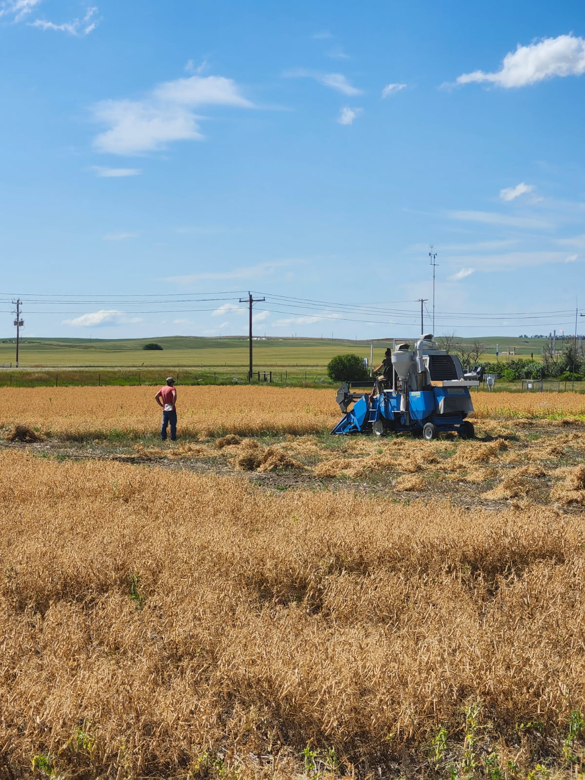 Harvesting pea plots