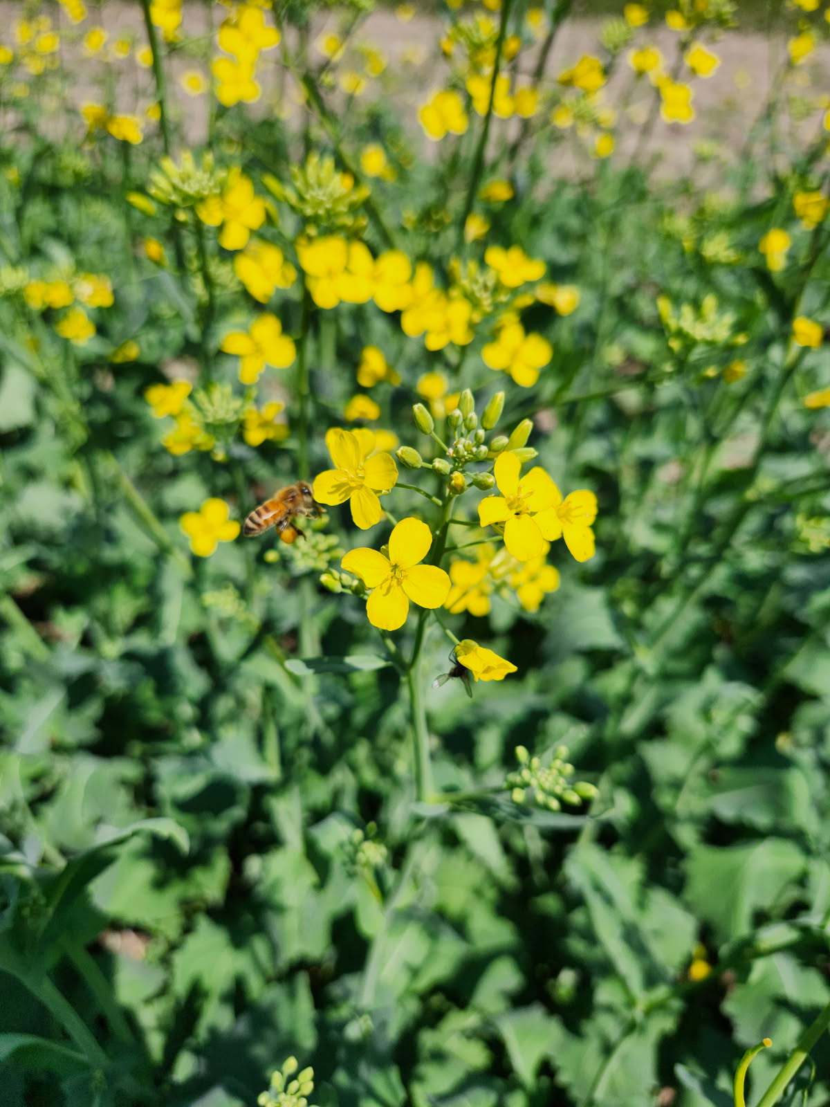 Honeybee on Canola Flower