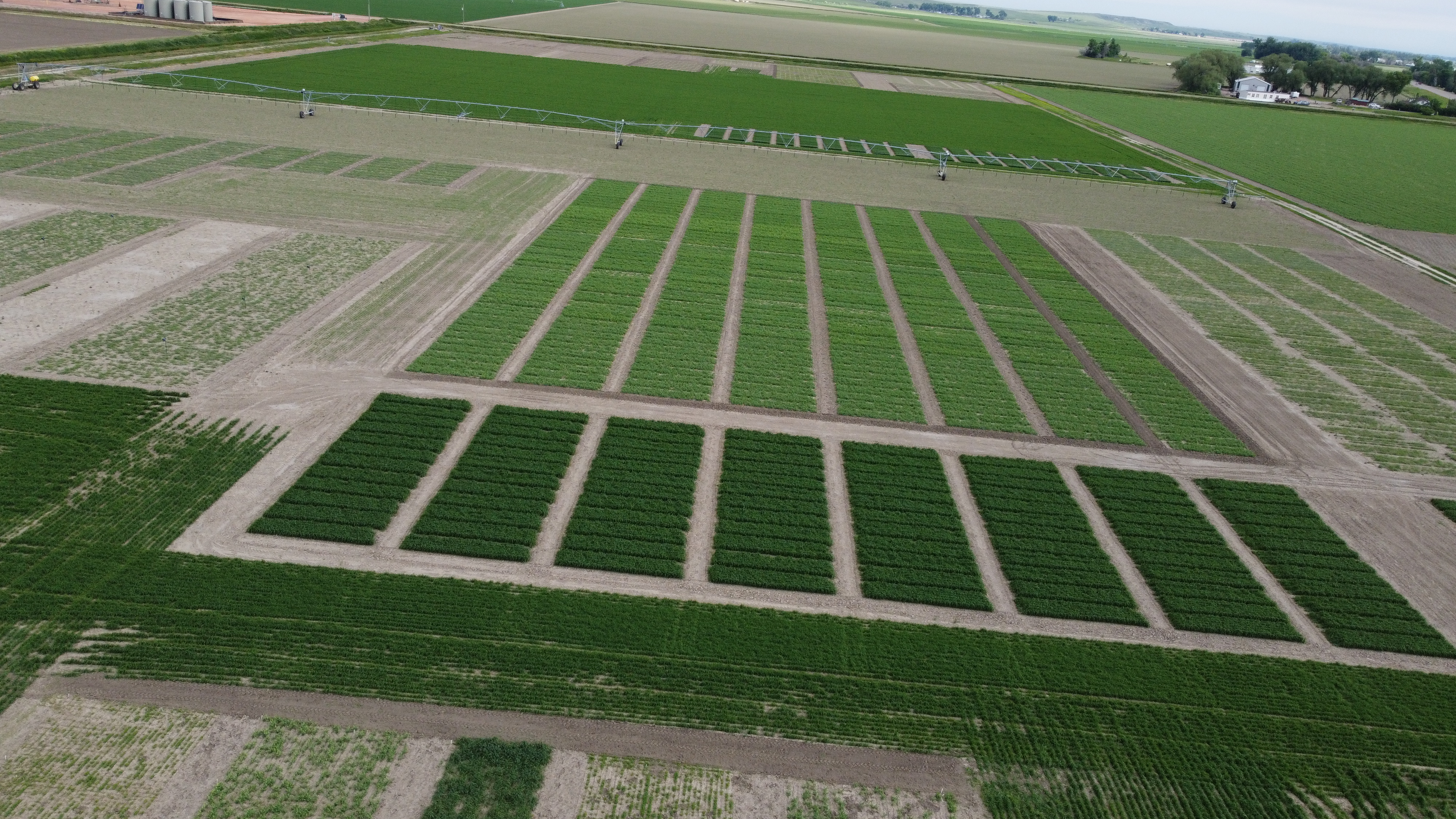 Irrigated Pulse Plots