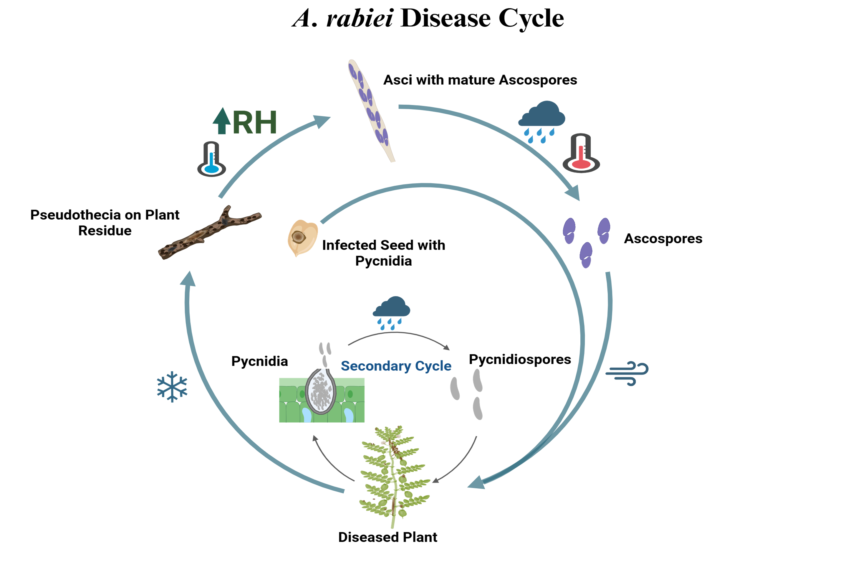 Disease cycle of Ascochyta rabiei, causal organism that causes Ascochyta Blight in Chickpeas