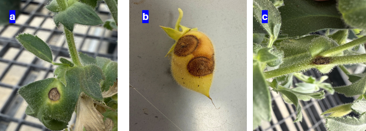 Ascochyta Blight lesion on Chickpea a) leaf, b) pod, and c) stem