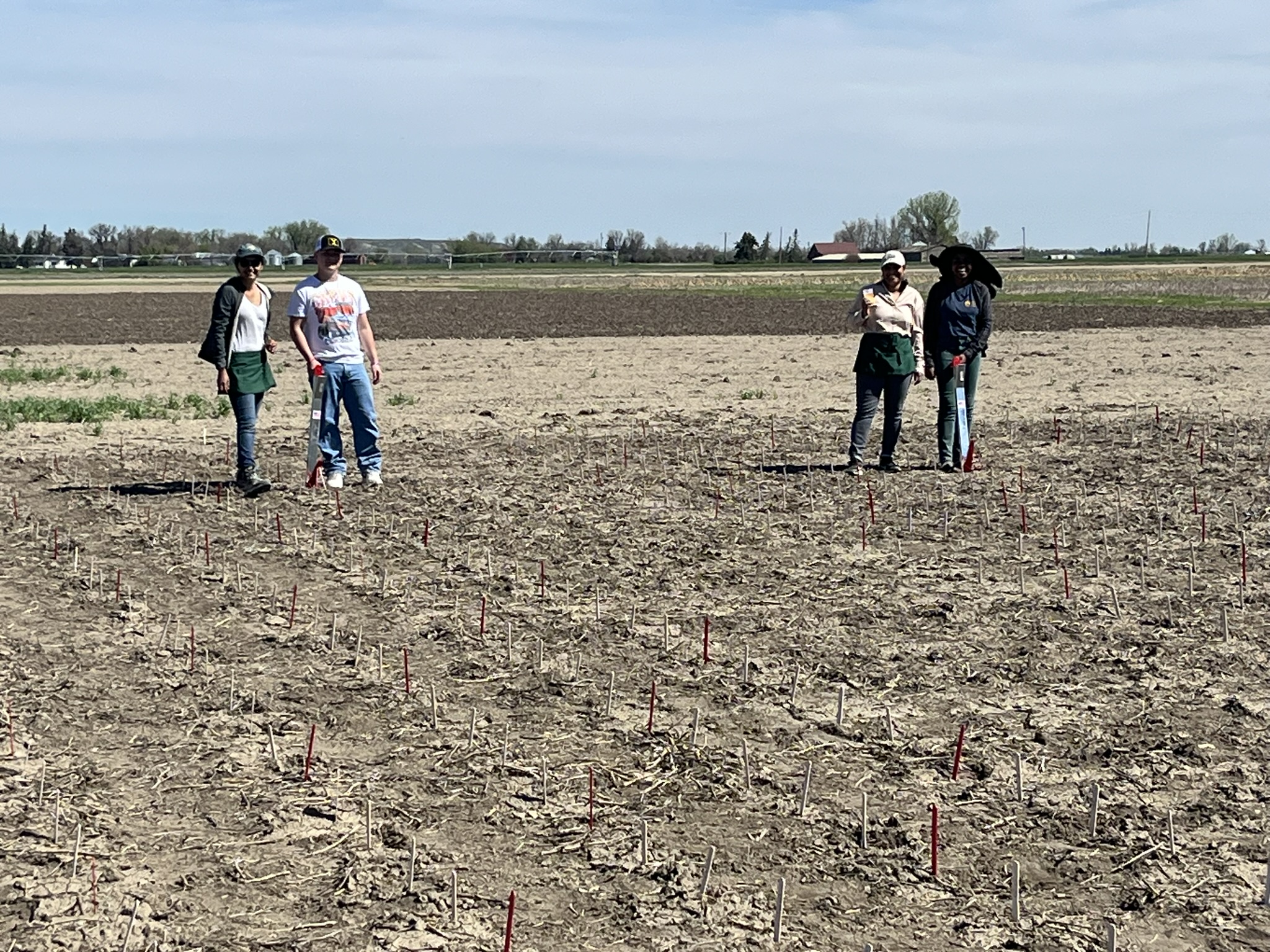 Pathology group planting FHB hill plots