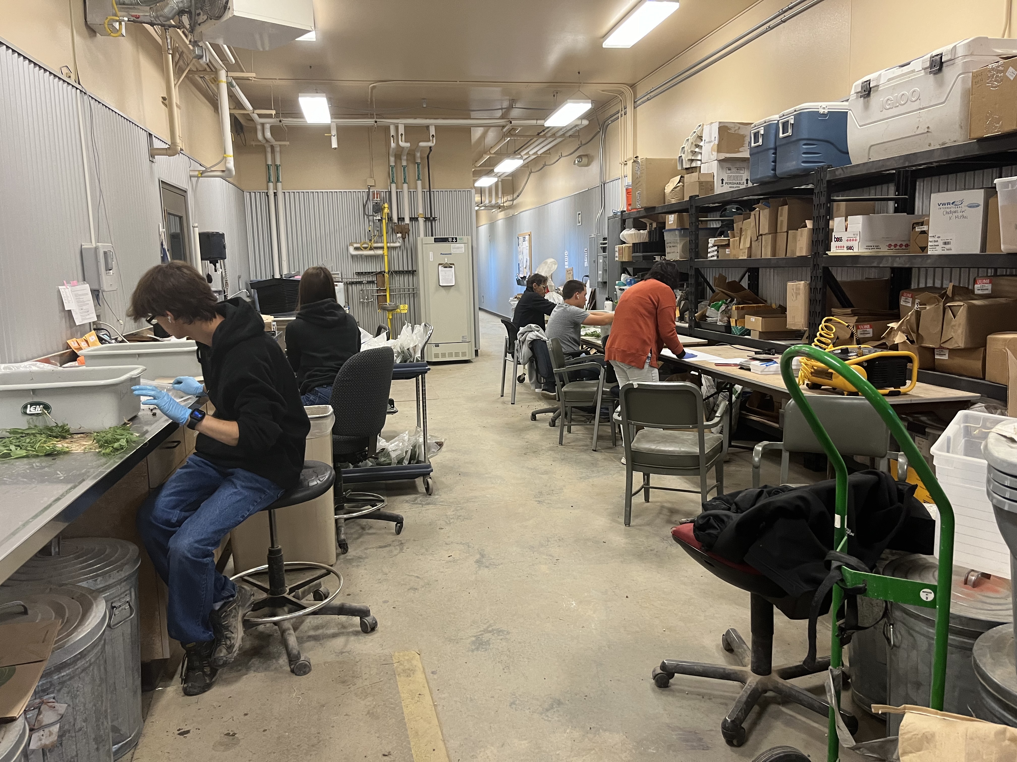 Pathology crew processing root samples