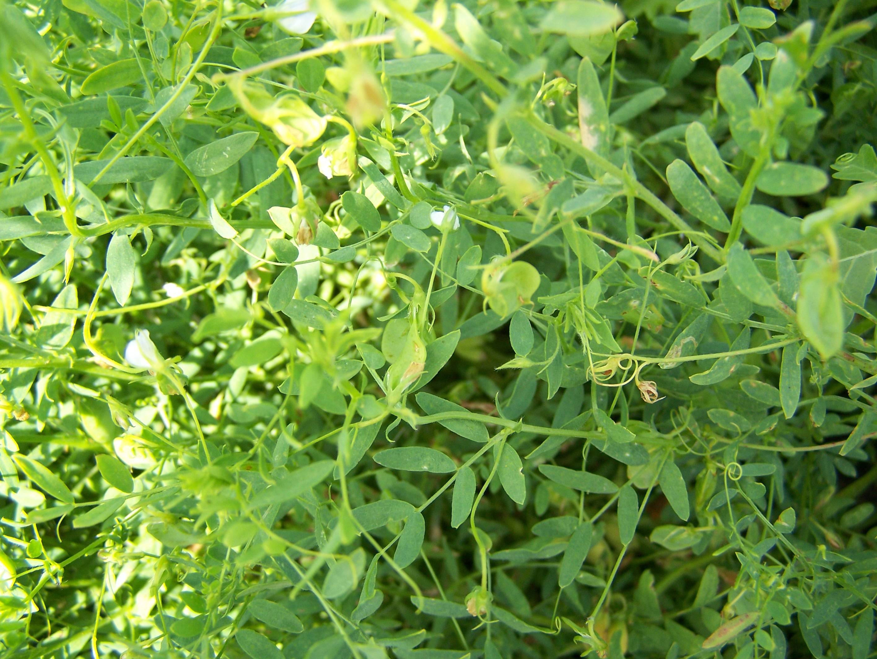 Lentil plant