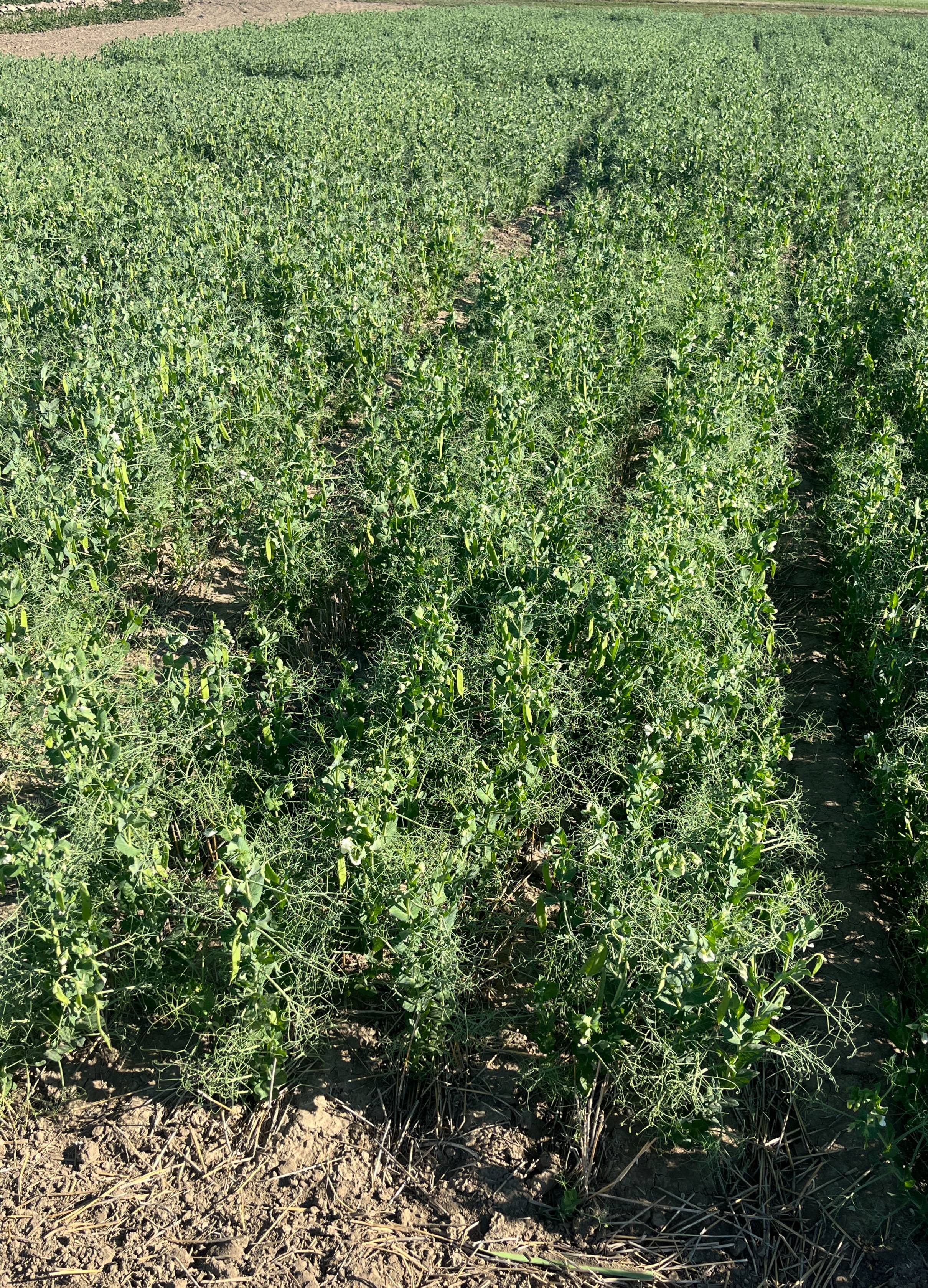 Plots of pea plants