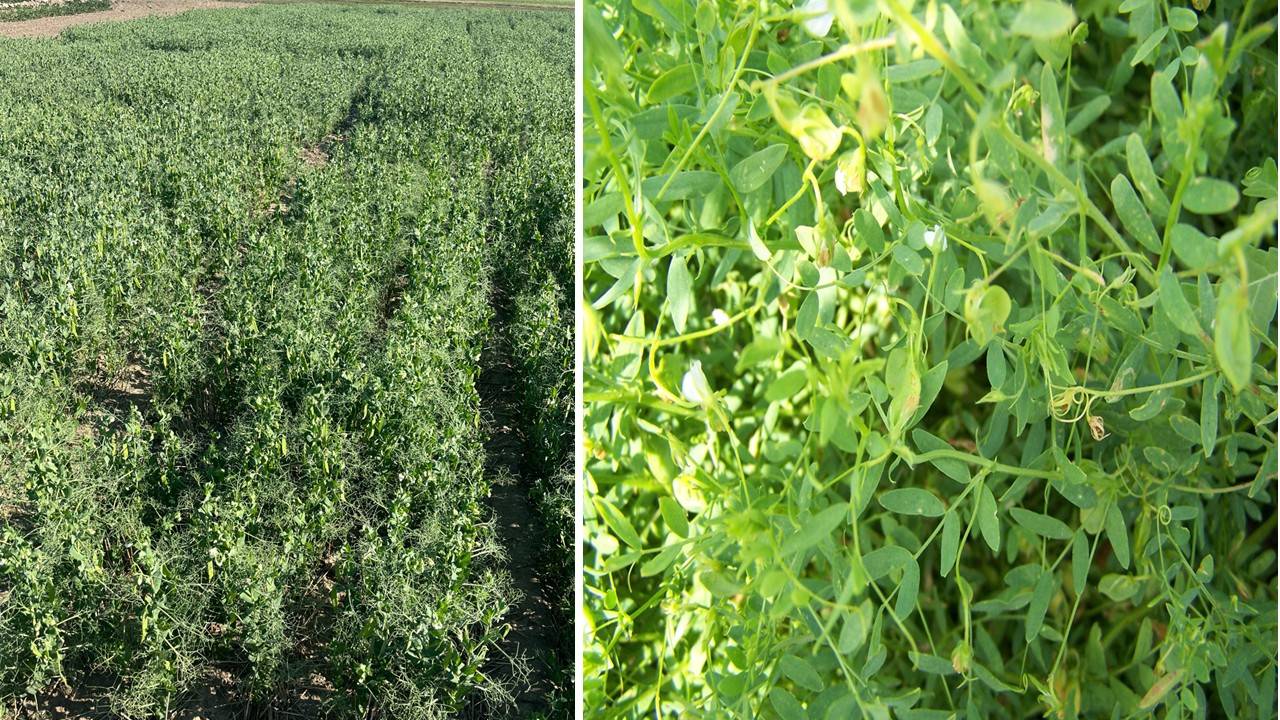 An image of pea plots and lentil plant