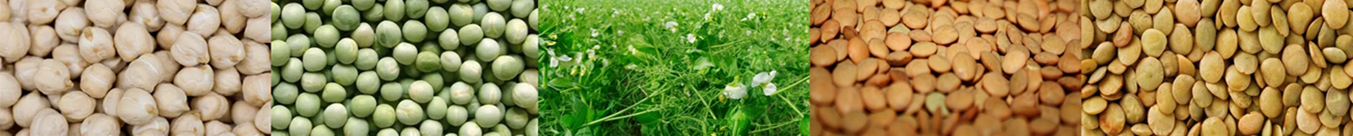 Image of pulse cropss as banner