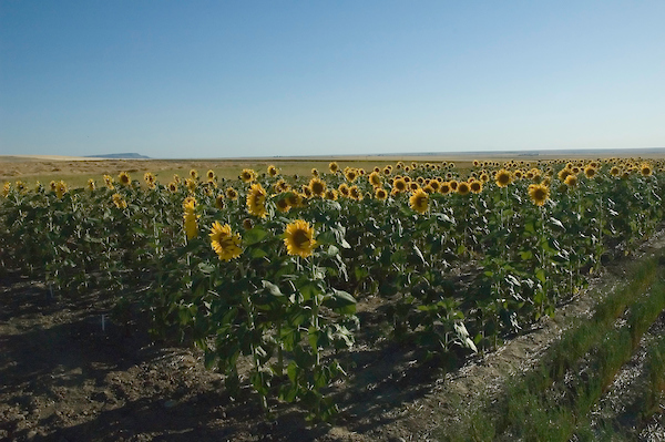 a field of sunflowers