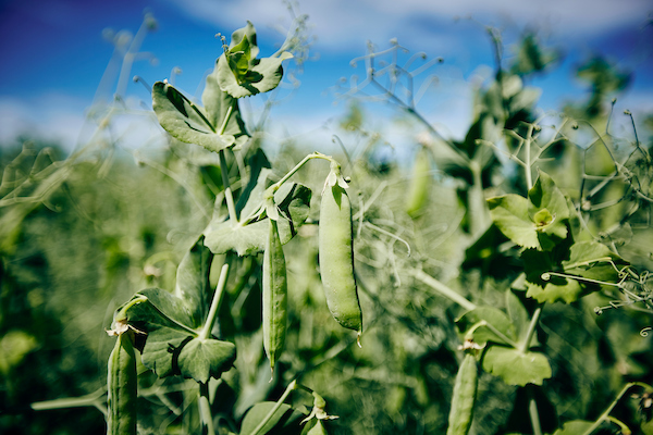 peas in a field