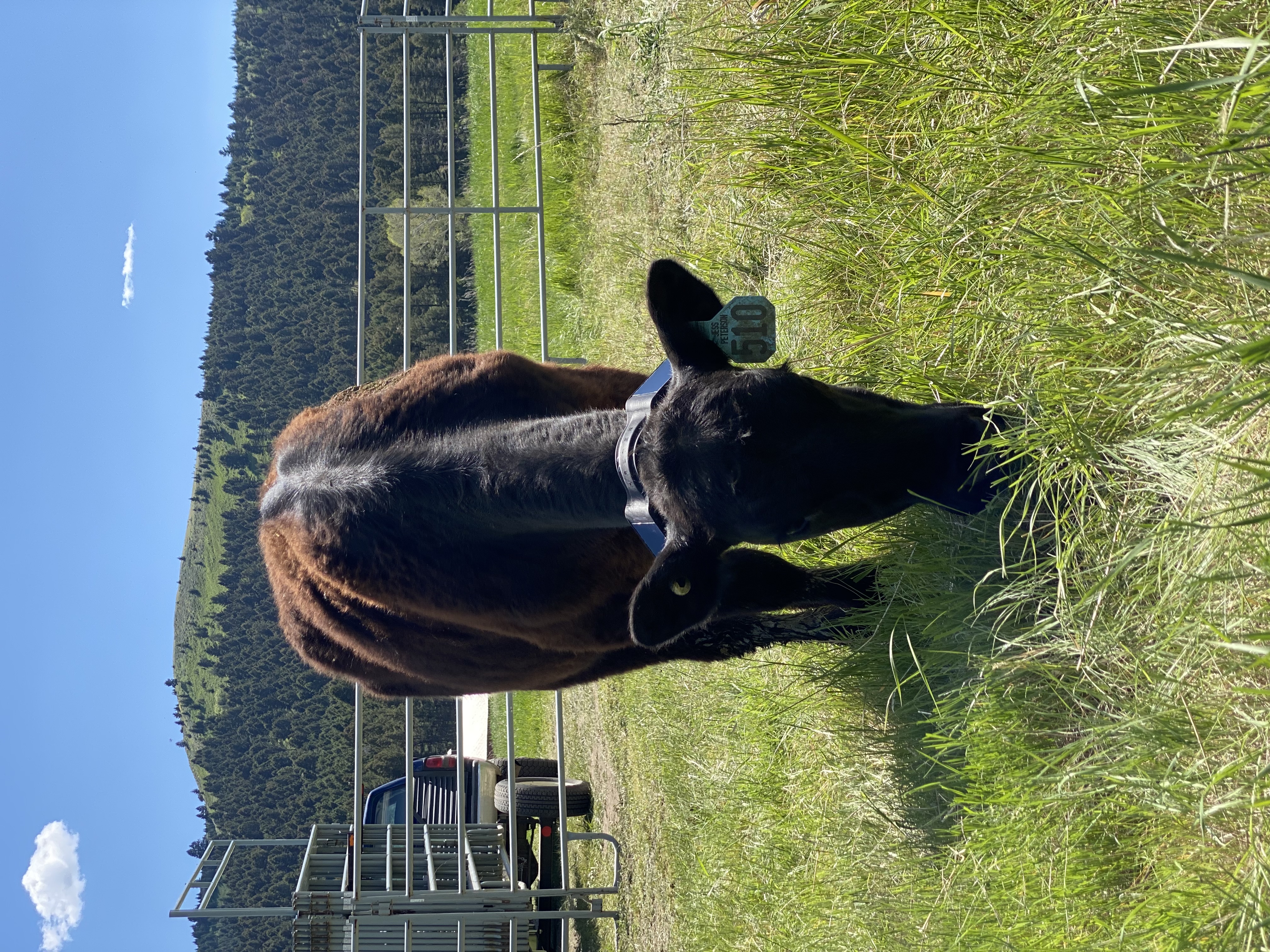 Heifer grazing with Halter collar at initiation of study