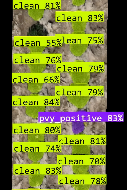 Example model output showing detection of healthy and PVY-infected plants with confidence scores. Example model output showing detection of healthy and PVY-infected plants with confidence scores.