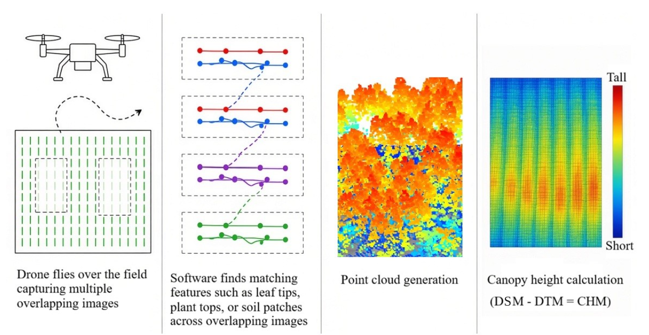 How crop height is measured with a drone: overlapping photos are taken, the same details are matched across photos