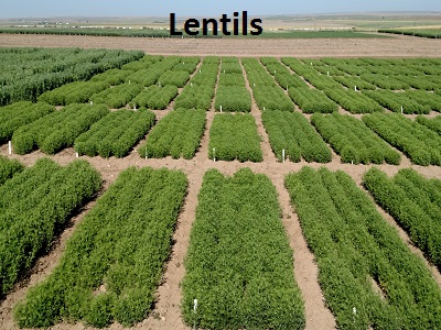 lentil