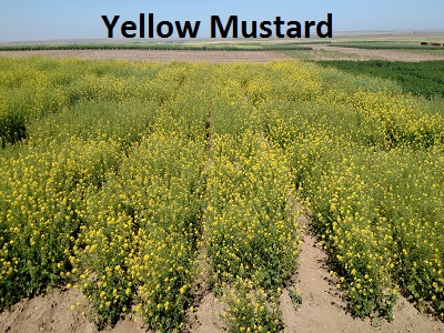 yellow mustard