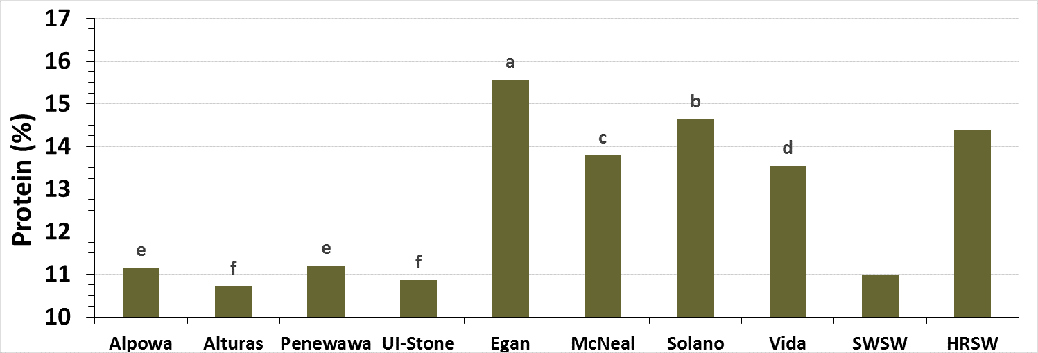 Bar graph showing the mean variety protein response of soft white spring wheat and hard red spring wheat