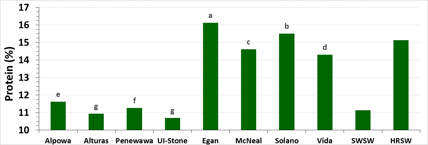 Bar graph showing the mean variety protein response of soft white spring wheat and hard red spring wheat 