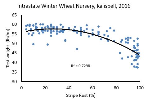Scatter plot showing the relationship between the percentage of stripe rust and the test weight in pounds per bushel.