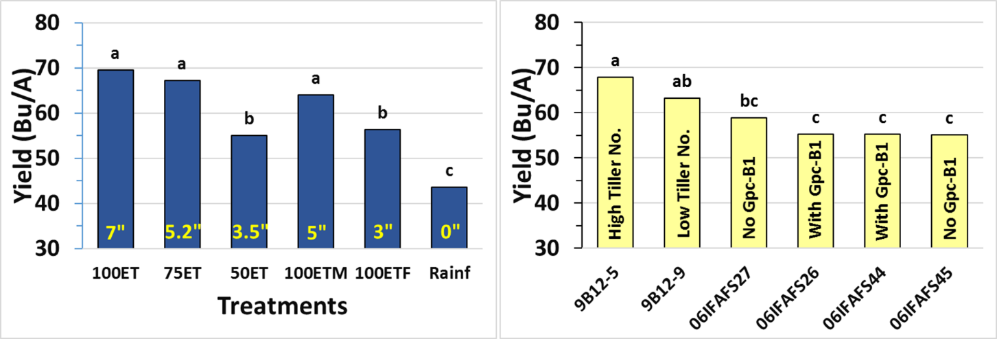 Two bar graphs. Graph A showing the yield of irrigation treatments, and graph B showing the repective spring wheat ines.