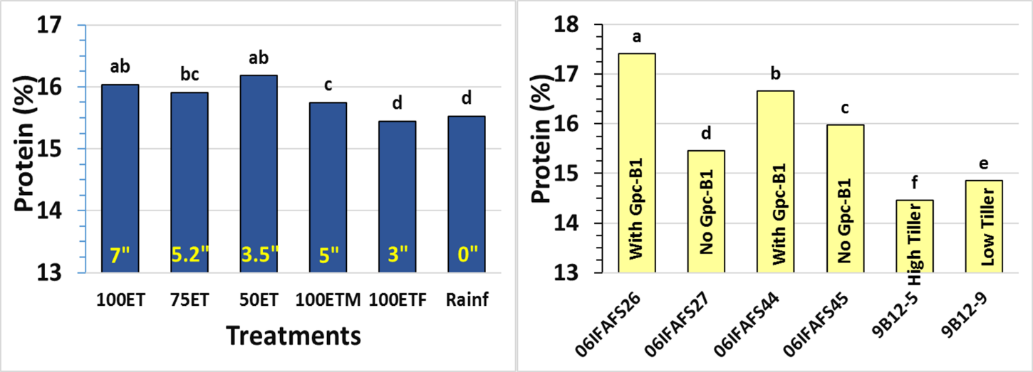 Two bar graphs. Graph A showing the grain protein of irrigation treatments, and graph B showing the respective wheat lines.