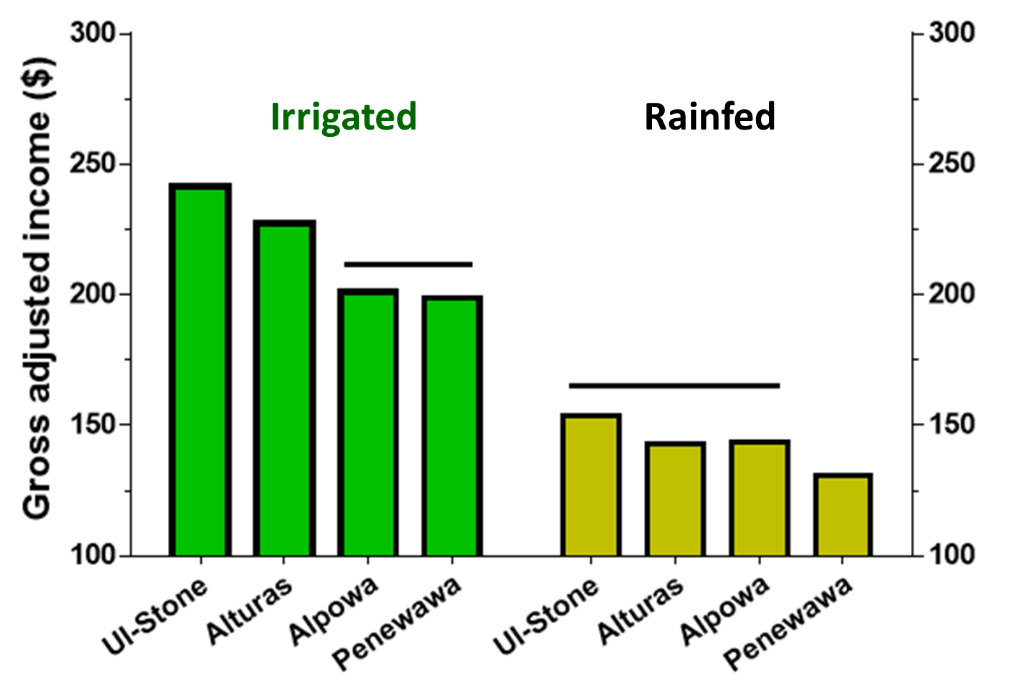 Bar graph showing the relationship between the adjusted gross income of the irrigated and rainfed varieties.