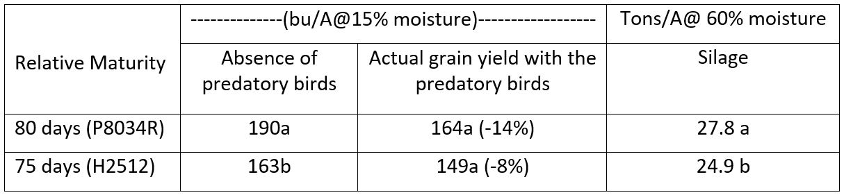 Table 3. The influence of relative maturity on grain yield and silage.  The same letters denote no statistical difference at p=0.05
