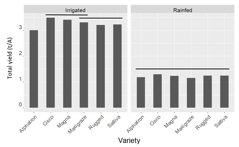 Figure 2. A bar graph of the yields by variety under both irrigated and rainfed conditions