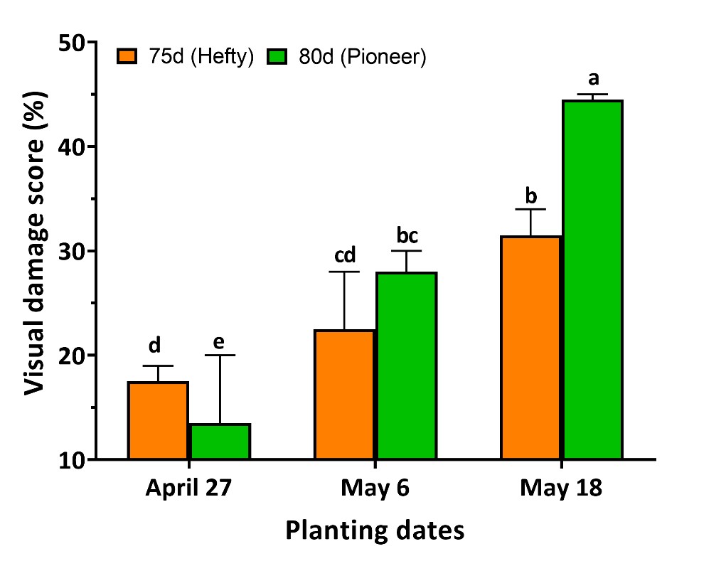 Bar graph showing the percent damage to predatory birds with planting dates and relative maturity of corn.