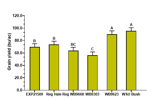Figure 1. Grain yield of six spring wheat entries.