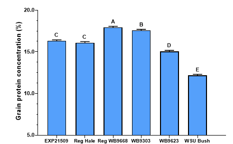 Figure 2. Grain protein concentration of six spring wheat entries. 