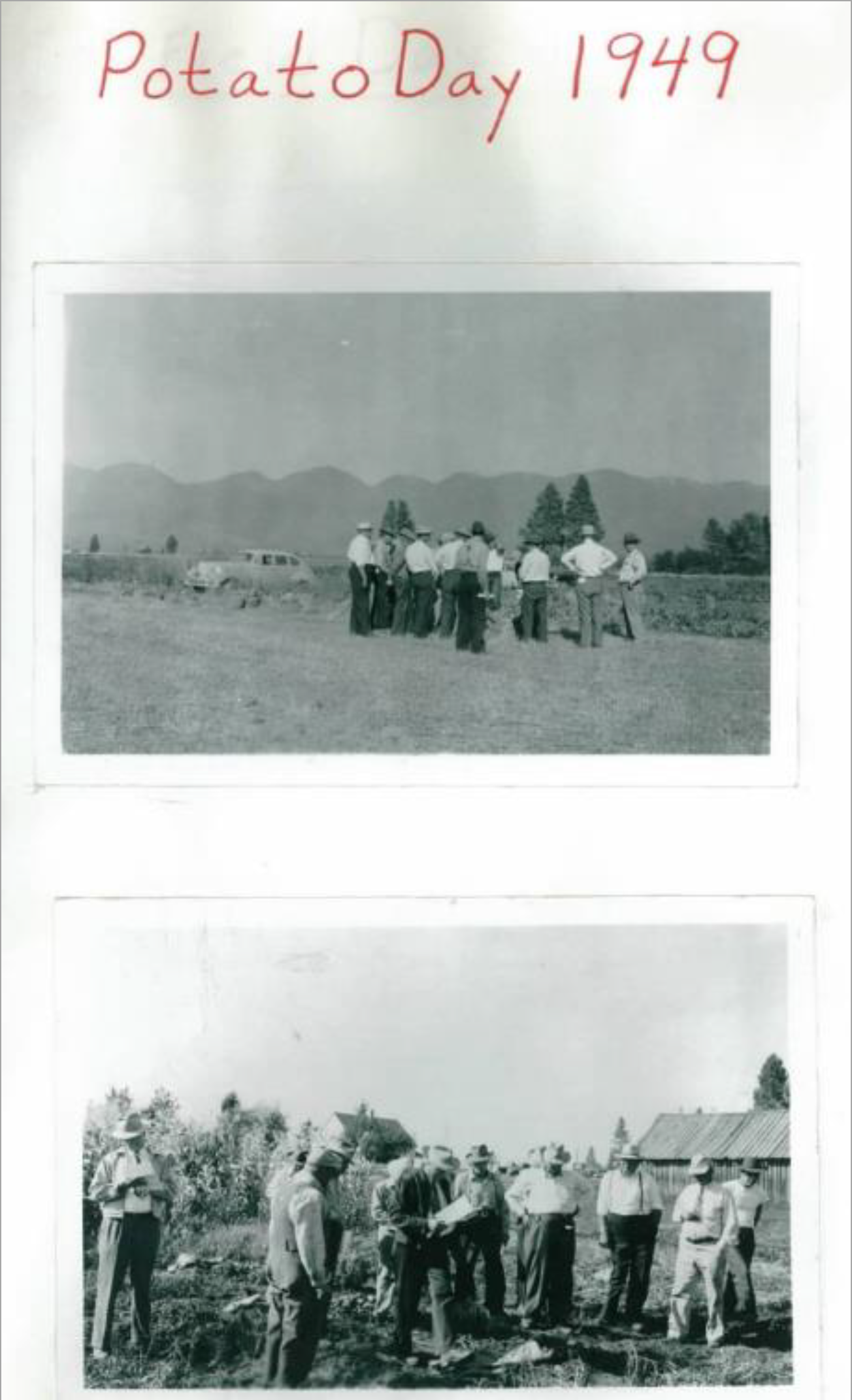 Potato Harvest at NWARC in 1949
