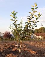 Two grafted apple trees at WARC