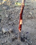 Apple rootstock prepared for grafting