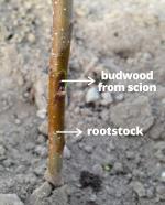 Rootstock with a budwood from scion inserted into a notch in the rootstock stem